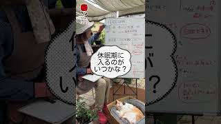 1/2 夏剪定をする時期（前編）①　#shorts #ショート #相原バラ園 #バラ栽培 #バラの夏剪定