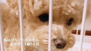 マルプー家族　室内犬　大切な家族👪　成犬でも　かなり可愛い　テディベアカットよりピーナッツカット　おとみちゃん　小犬から成犬　アプリコット　Maltipoo　toy poodle　Maltese