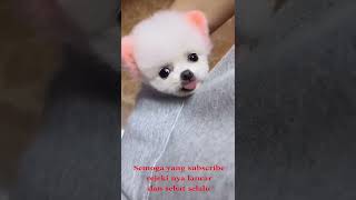 sekecil itu kah #anakanjinglucu #anakanjing #dog #dogs #cutedog #doggie #binatanglucu