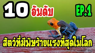 [ สารคดีสัตว์โลกน่ารู้ By AI ] EP.1 10 อันดับสัตว์ที่มีพิษร้ายแรงที่สุดในโลก อันดับ10 ถึงอันดับ6