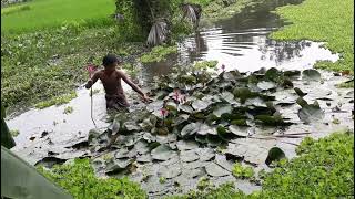 গ্রাম বাংলার পুকুরে শাপলা ফুলের গাছ