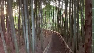 Chukurin Park, Higashikurume-shi in mid-December（竹林公園、東久留米市）