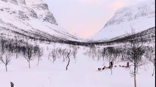 Camp Tamok Dogsledding in the wilderness