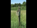 Tree Swallow