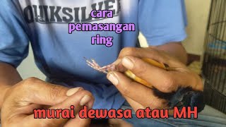 cara pemasangan ring pada murai dewasa atau MH