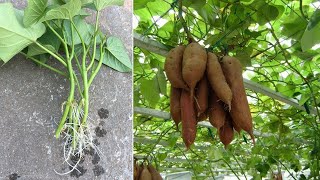 How to grow sweet potatoes from cuttings, simple 100% success