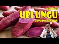 MANFAAT UBI UNGU UNTUK KESEHATAN