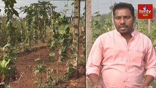 నారు మరియు పందిర్లు వేసుకునే పధ్దతి !! | Farmer Rajesh | hmtv Agri