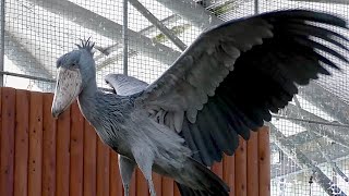 ハシビロコウ　ふたばちゃん　焦らしてから飛びました【掛川花鳥園】Shoebill Futaba-chan Kakegawa Garden