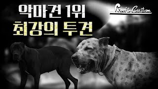 초보자는 못 기르는 진짜 악마견 1위! 서우탁이 기르는 파키스탄의 최강 투견 불리 쿠타!