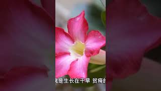 沙漠玫瑰不开花 #adenium blooming #沙漠玫瑰不開花 #꽃이 피지 않는 사막의 장미 #꽃이 피지 않는 사막의 장미 #砂漠のバラ #砂漠のバラが咲かない