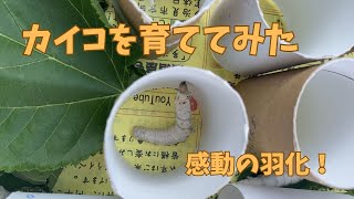 Raising silkworms