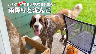 雨降りと泥んこ【超大型犬3頭とカナダで田舎暮らし・海外生活】