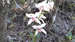 Wild Orchids in Thailand :  orchid in Thailand เอื้องสำเภางาม ที่ภูหลวง Cymbidium insigne