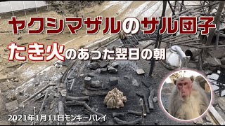 たき火の跡にできたサル団子の中に、ウインキーが映っていました