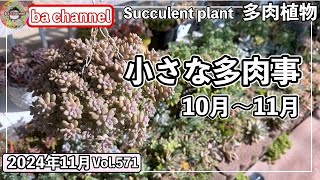 571{多肉植物} 秋は葉挿しや挿し穂、植え替えに大忙し😂【多肉事】【葉挿し苗】【多肉狩り】【抜き苗】【ba多肉】【baチャンネル】【Succulent】