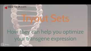 Optimize transgene expression: Tryout Sets