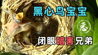 黑心鸟宝宝到底有多坏？刚出生还没睁眼，就清除窝里的兄弟