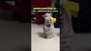 用胶带粘住猫咪的前脚之后…网友：赶紧把你身边养猫的人艾特出来。