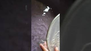 Pesca de anguilas en la boca de maimon de nisibon