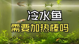 冷水鱼需要加热棒吗