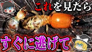 【ゆっくり解説】近付いたら危険な○○する生き物9選