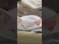 クッションかと思った🤪🎶🤙🏻 猫 cat cutecat cuteanimal 猫のいる暮らし shorts