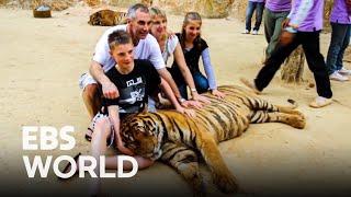 (ENG SUB) The Truth of the Tiger Temple