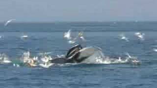 Humpback Whale Feeding in Stellwagen Bank Sanctuary