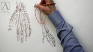 Forearm Anatomy - Anatomy Master Class for figurative artists
