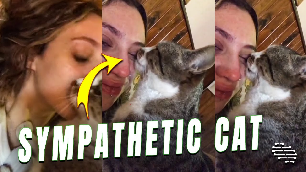 Sympathetic Cat Comforts Its Owner Youtube