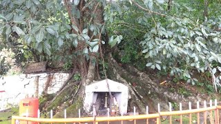 Chain Tree  |  Tourism Kerala | Wayanad