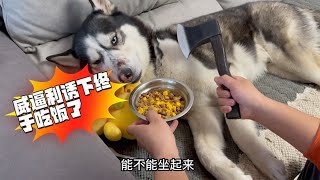 The dog is unwilling to eat, when the owner takes out the \