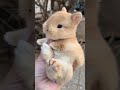 Cute rabbit . A beautiful moment #1323 - #shorts