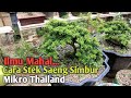 Cara Stek Saeng Simbur Super Mikro Thailand