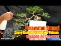 Perawatan Bonsai Saeng Simbur Super Mikro Vietnam Cascade On The Rock