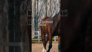 Mujh sa koi nahin #shorts #shortsvideo #shortsfeed #horse #horser #horseriding