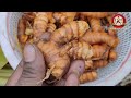 how to grow turmeric at home garden పసుపు ను ఇలా పండించండి