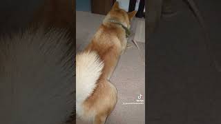 柴犬コロ助の背中 #柴犬 #shibainu #犬 #いぬ #japanesedog #コロ助 #dog #日本犬