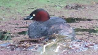 カイツブリ_150_巣造り2024.7.18_多摩川_Little Grebe_4K