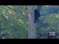 Black Bear Gets Stuck In Tree In Northern New Jersey