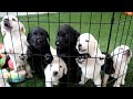 LABRADOR PUPPIES TRY FOOD FOR 1ST TIME!!