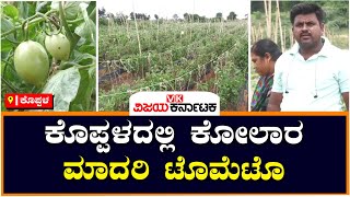 Varieties Tomato : ಕೋಲಾರ ಮಾದರಿಯಲ್ಲಿ ಟೊಮೆಟೊ ಬೆಳೆದು ಲಾಭ ಪಡೆಯುತ್ತಿರುವ ರೈತರು|Vijay Karnataka