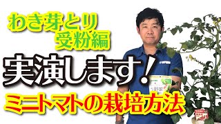 04:🍅ミニトマトの栽培方法　‐わき芽とり、受粉編‐　💧ハイポネックス研究員が実演！