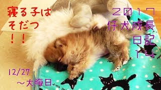 寝る子は?! 2017仔犬成長日記⑭