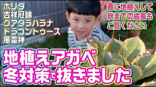 【地植えアガベ】冬対策でアガベを抜いて鉢上げしました。春からの成長も見てくださいー #アガベ #ドライガーデン #多肉植物