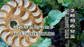 了解羽衣甘蓝 & 羽衣甘蓝鸡肉饺子   All about kale  / Kale & Chicken Dumplings