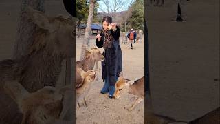 鹿と女優が一緒にお辞儀！みんなが驚いた奈良の魅力🦌🎭 | Nara Japan is a Must Visit!