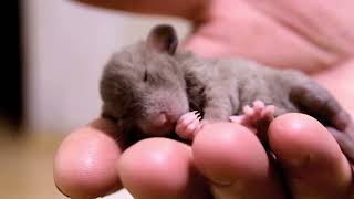 Baby rat in the palm hand. Крысенок в ладони