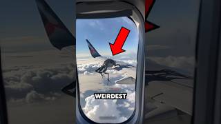 Top 5 Weirdest Animals Caught On Camera